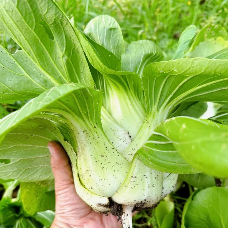 农家自种新鲜白菜