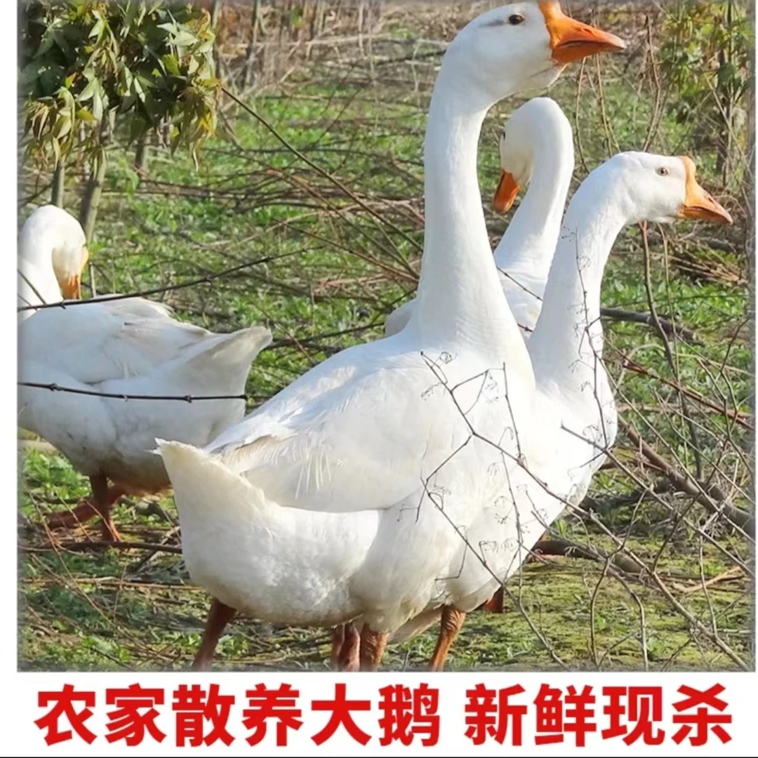 农家散养新鲜大鹅两年老鹅