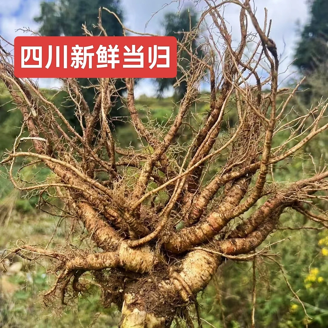 四川高山新鲜当归甜当归现挖煲汤炖菜产地直发