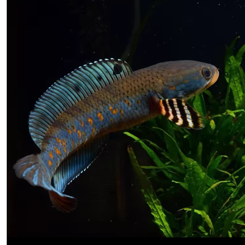 幻彩红宝石雷龙热带观赏鱼