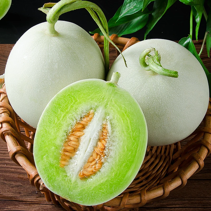 海南玉菇甜瓜4.5-5斤/8-9斤新鲜水果冰激凌甜瓜原产地直发