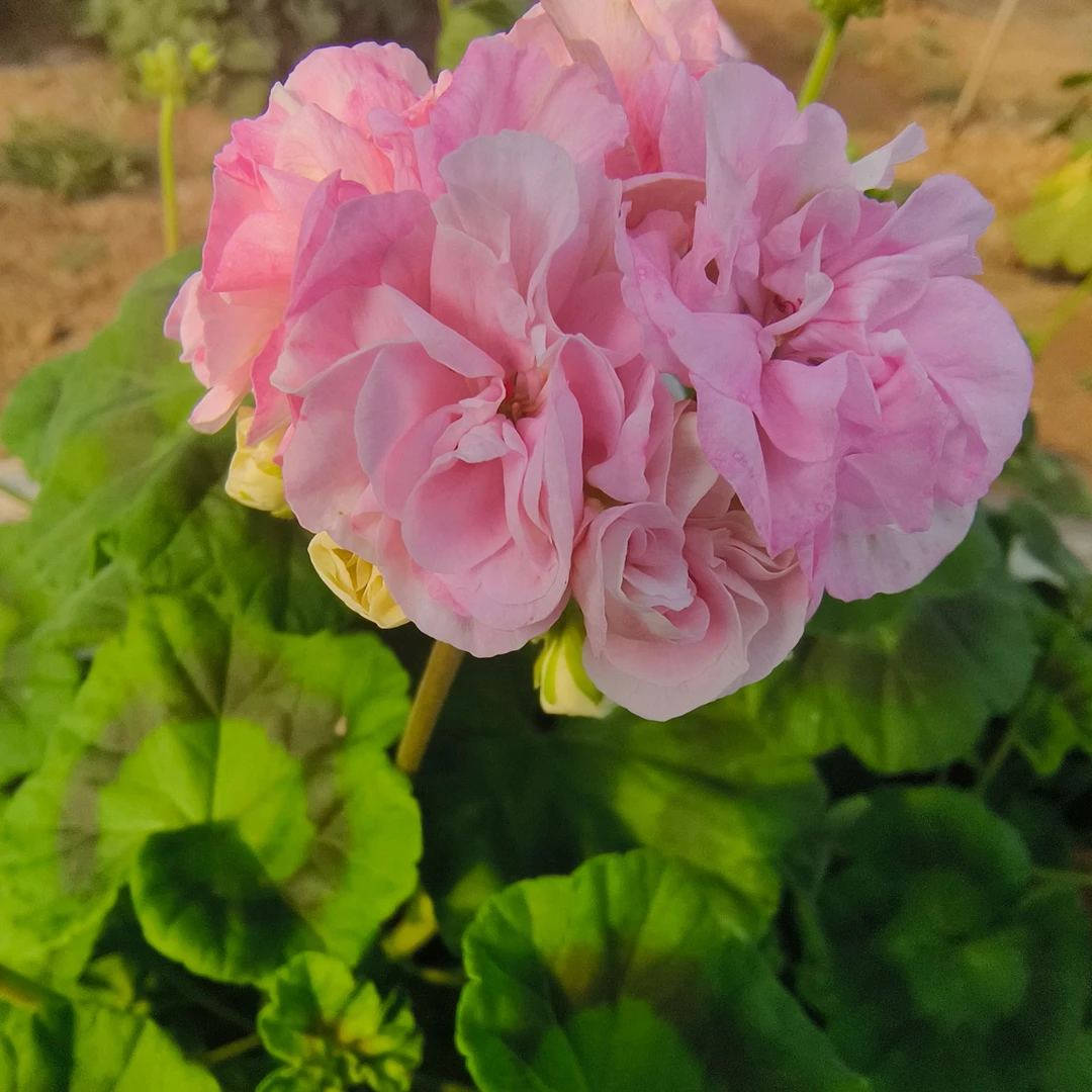 【杰奎卡】直立天竺葵