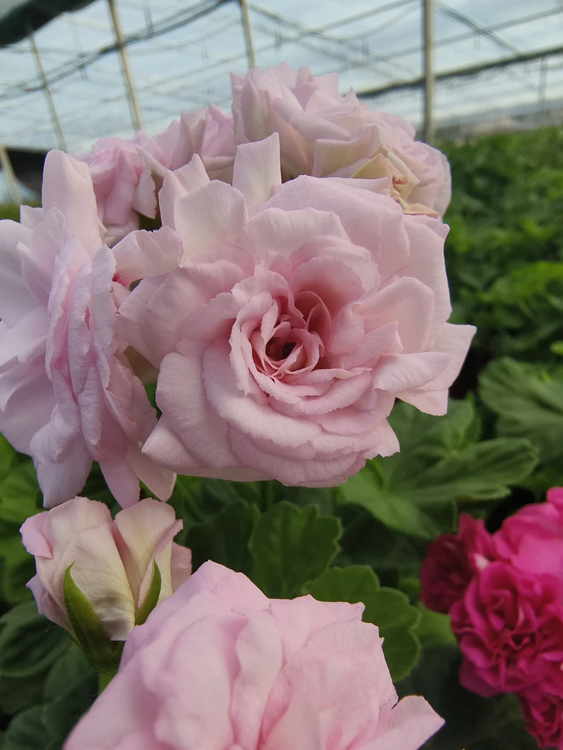 【白鼠】直立勤花天竺葵玫瑰花型