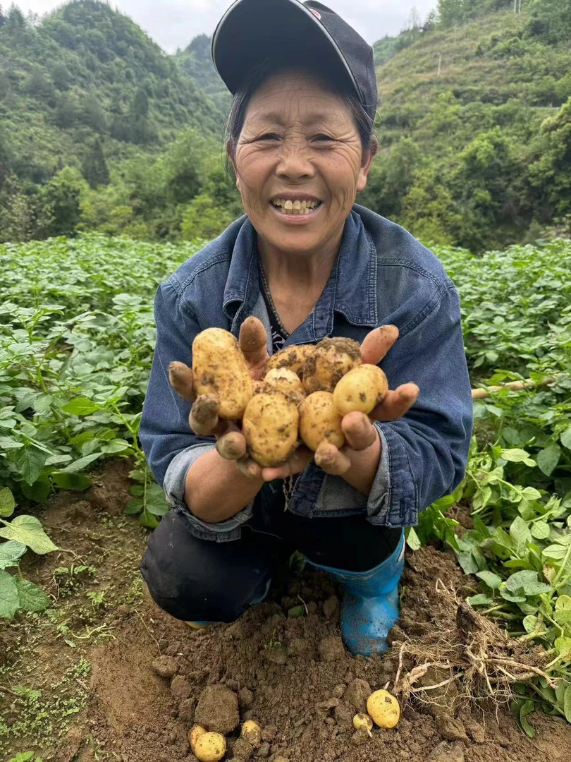 贵州高山黄心土豆5斤包邮）农家肥种植