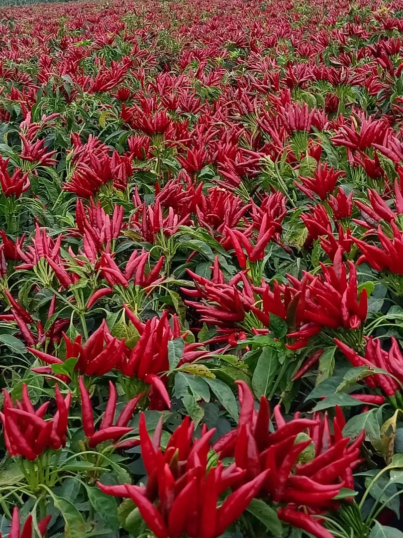 升级版红火火辣椒花