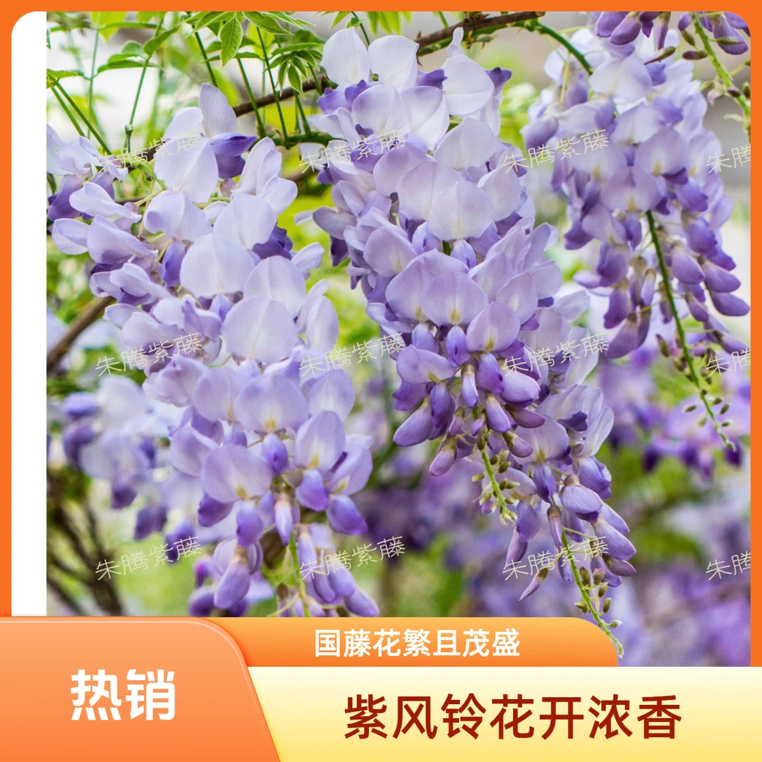 【紫风铃】中国紫藤 紫色花穗 易开花 花量大 有浓香 适合新手