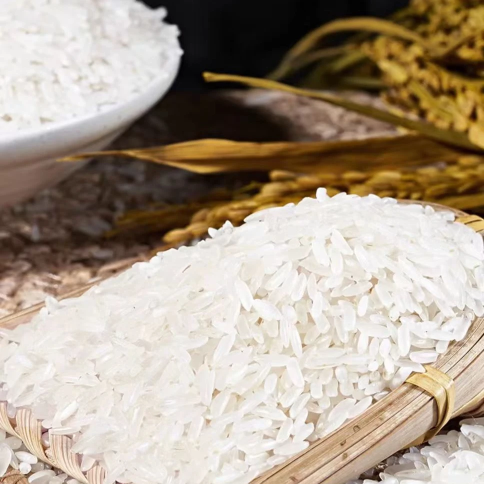 20斤装猫牙米丝苗米长粒香米10斤装大米农家黏米新米当季晚稻清香