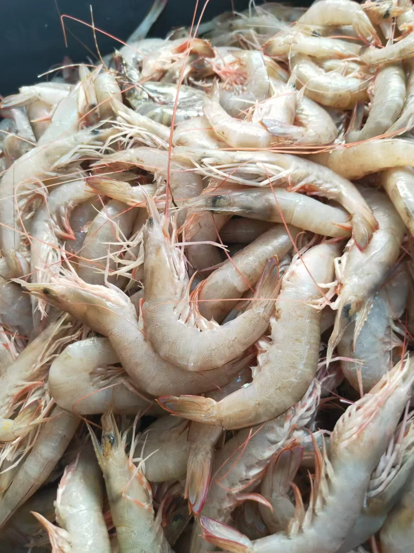 惠来浅海中条沙芦虾新鲜实惠3斤5斤可自由选购，保证新鲜好吃……