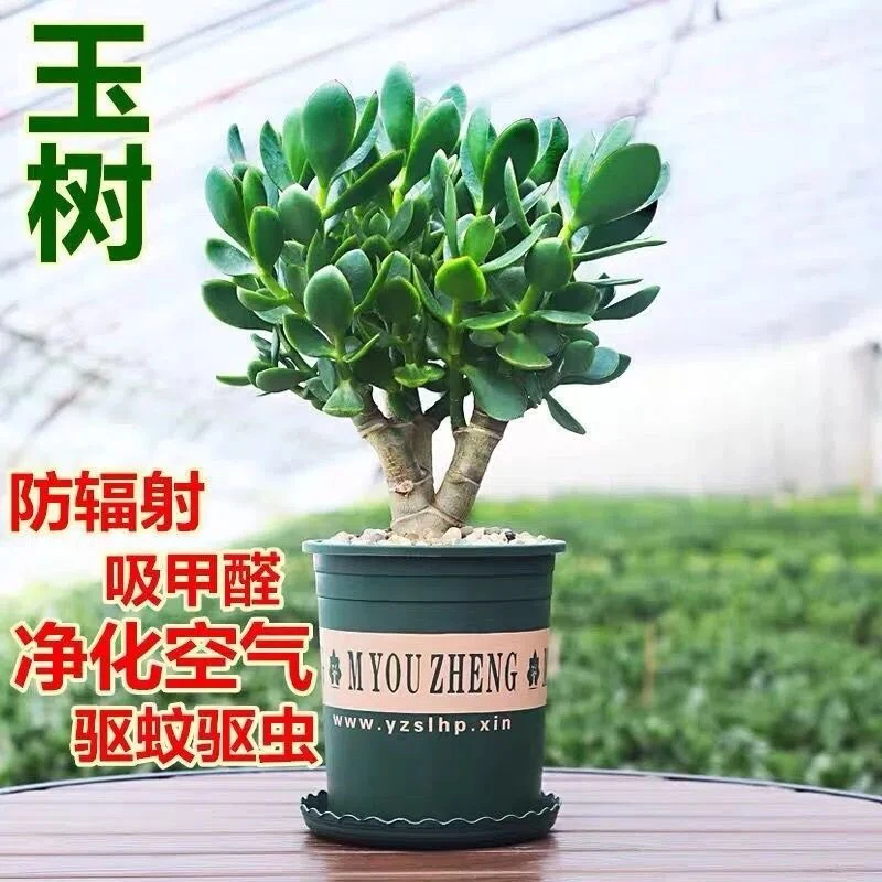 大叶玉树老桩盆栽多肉植物燕子掌室内防辐射四季好养绿植净化空气