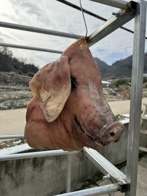 咸猪头 现场称重 大别山黑毛跑山猪