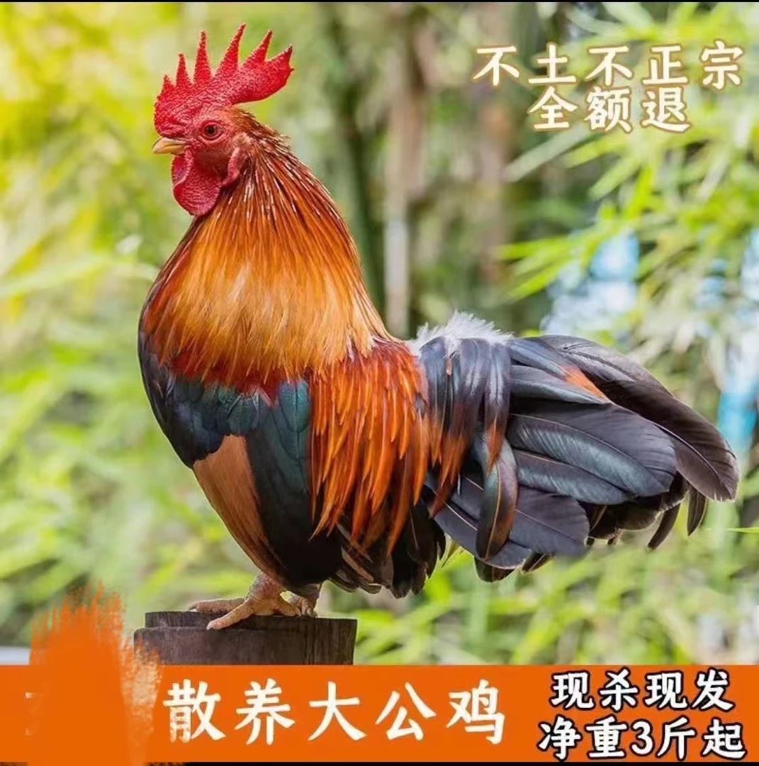 土公鸡 大别山散养 跑山鸡 现杀保鲜