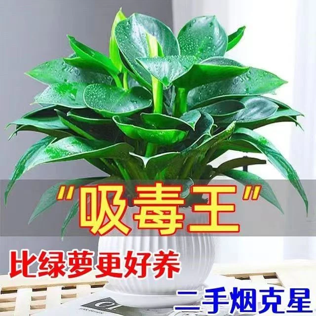 【吸甲醛绿植】大叶金钻绿公主盆栽水培植物办公卧室内客厅防辐射
