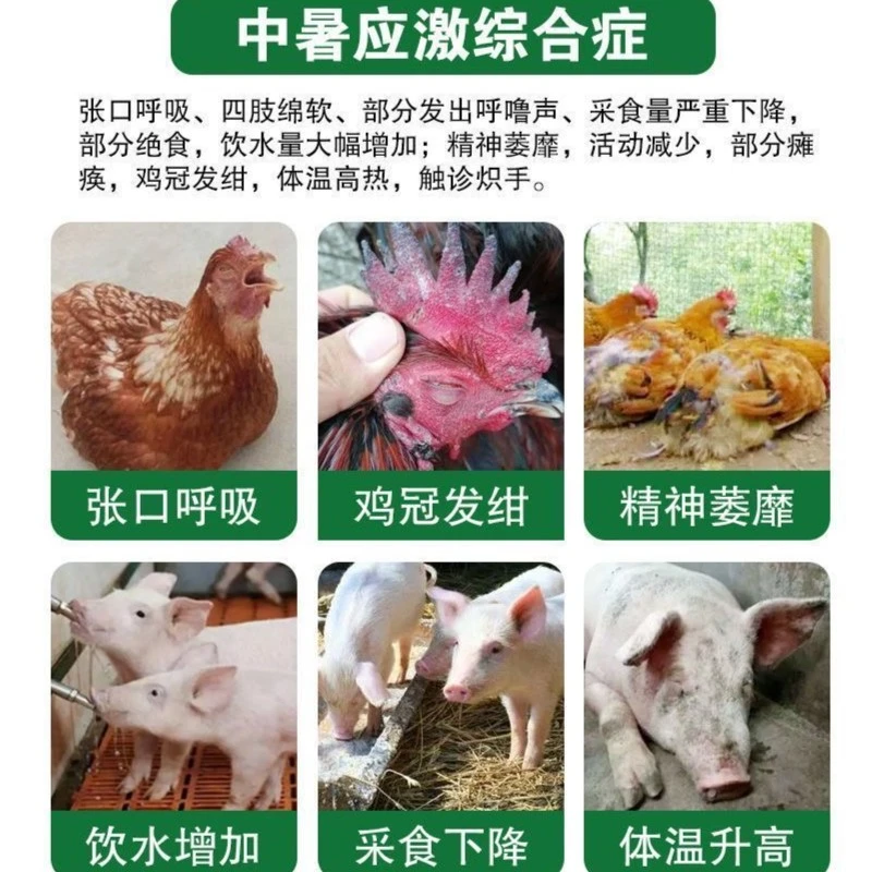 兽用藿香正气液 解暑鸡鸭鹅猪牛羊通用降温液体缓解