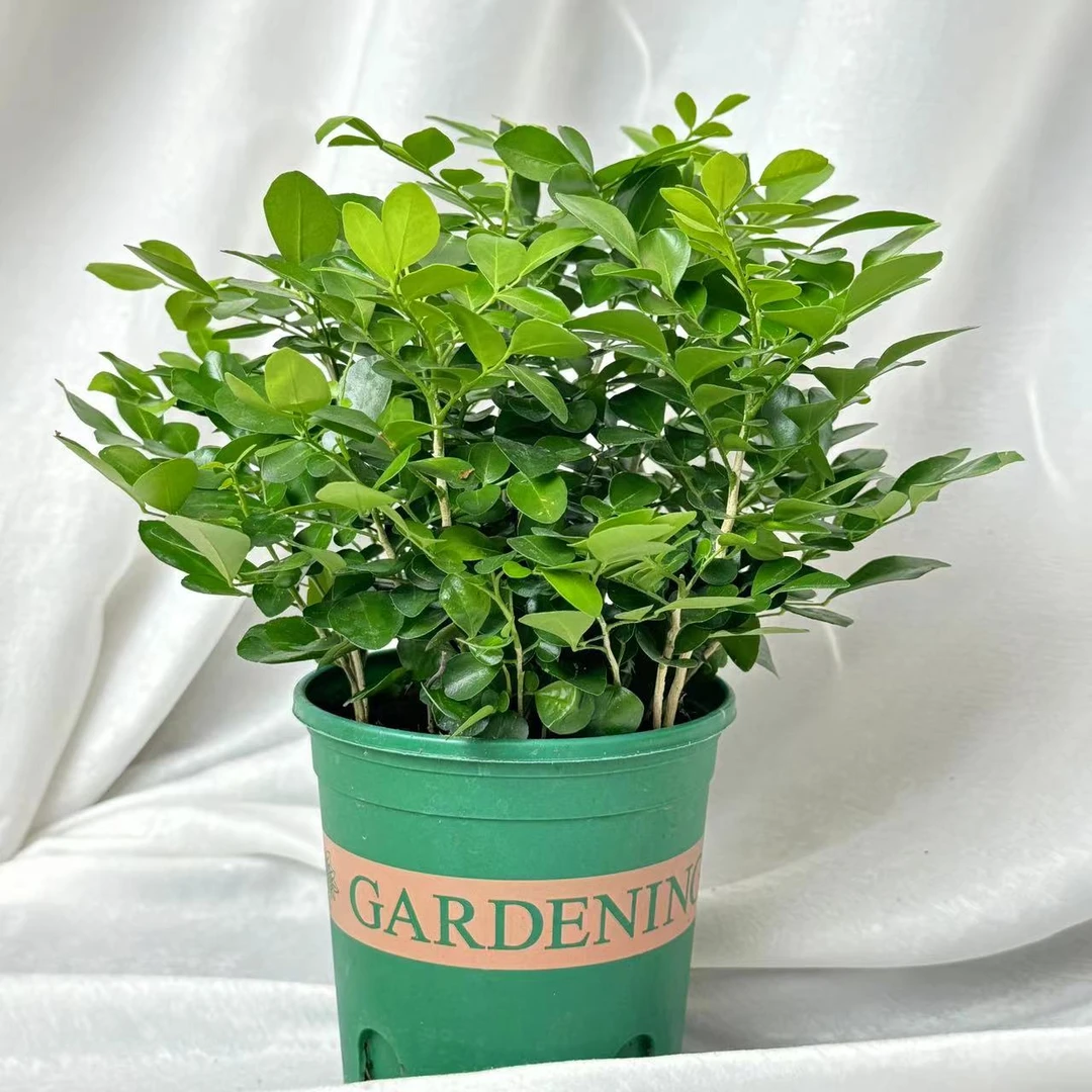九里香盆栽开花绿植室内易养观花花卉阳台客厅种植七里香网红盆景