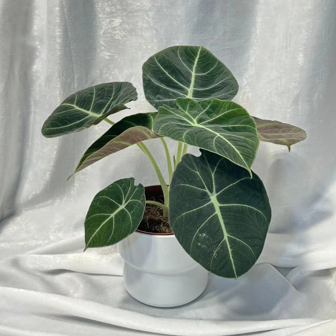 黑天鹅海芋天鹅绒竹芋绿天鹅忍者室内盆栽绿植物北欧简约好养耐阴