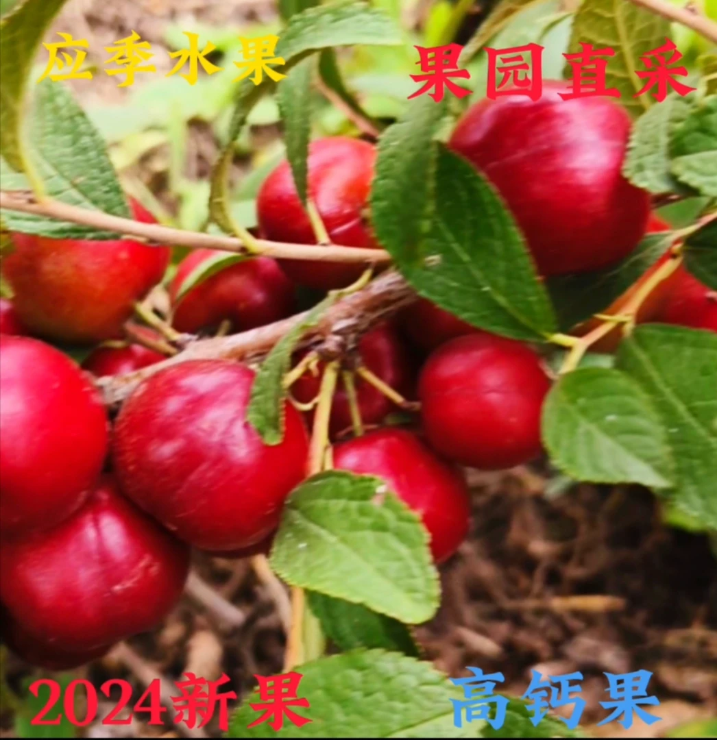 塞上欧李钙果自然晾晒果干酸甜涩老人小孩孕妇补钙现肉厚