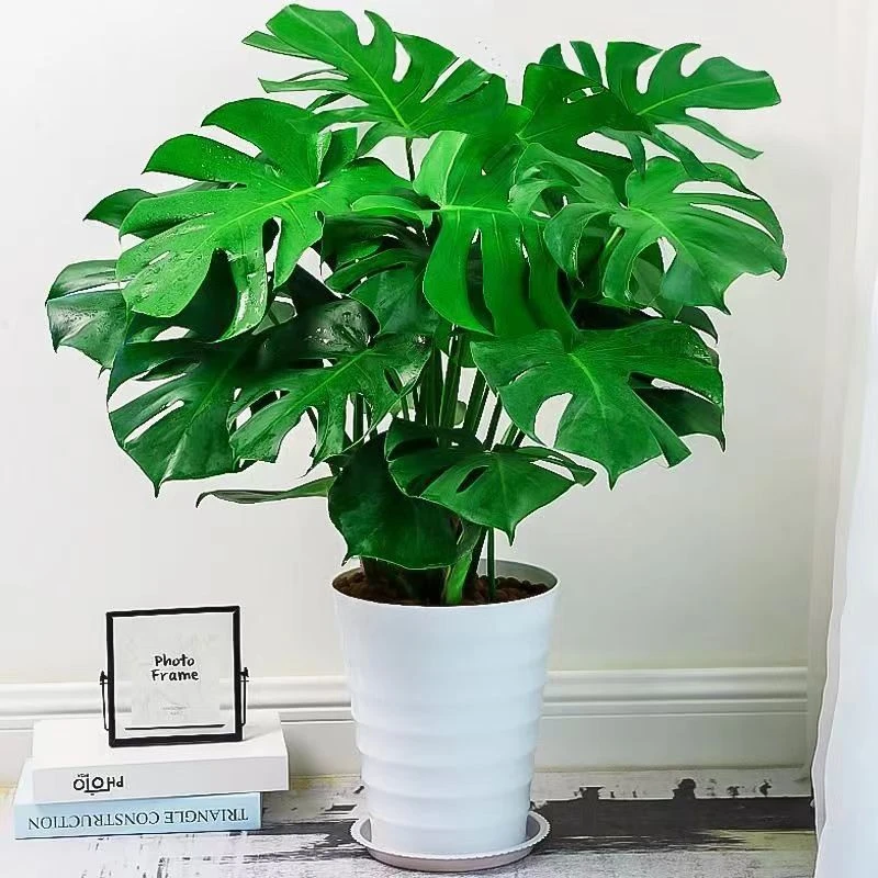 龟背竹大叶四季长青花卉绿植盆栽四季好养活净化空气绿植卧室
