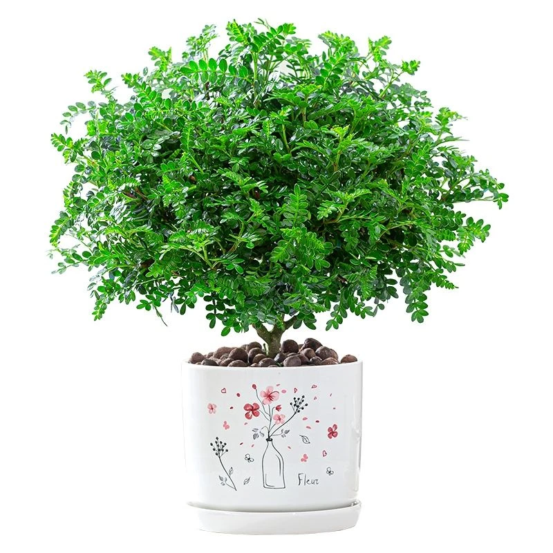 驱蚊盆栽清香木室内小绿植花卉植物净化空气除甲醛绿植提神胡椒木