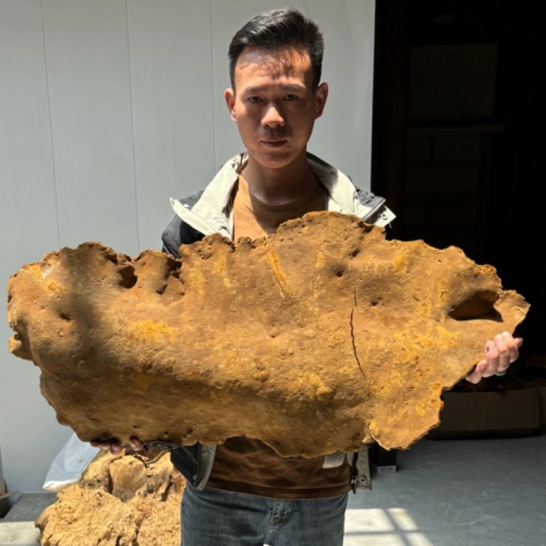 桑树桑黄 碎料断块参菌