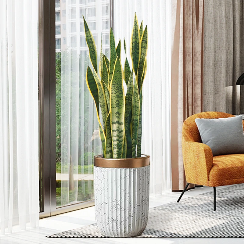 金边虎皮兰新房吸甲醛多肉植物大型室内花卉绿植盆栽耐旱虎尾兰