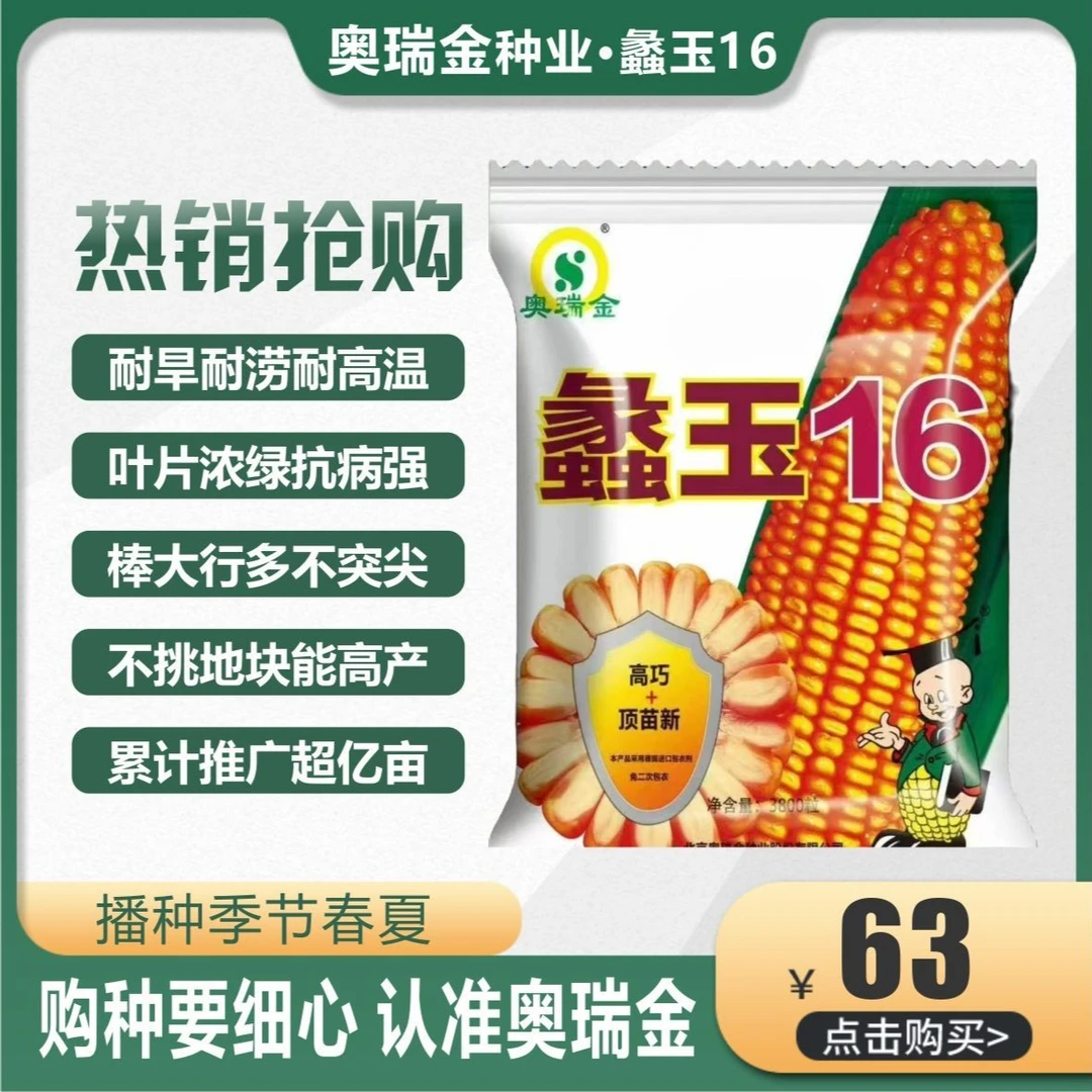 抗旱耐涝 抗锈病 耐高温玉米 抗倒伏高产蠡玉16 单粒播种施玉米肥