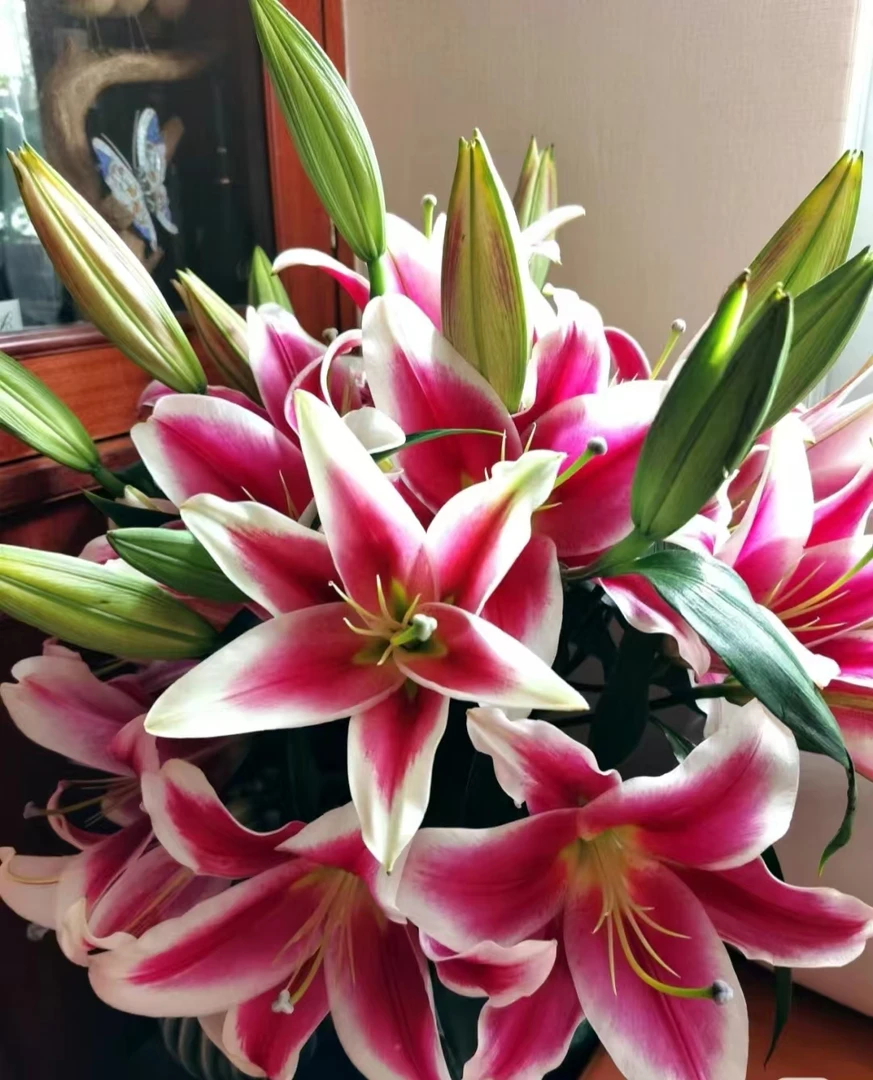 《红弗》浓香味香水百合，云南鲜切花