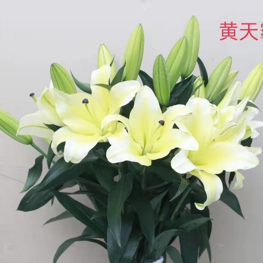 黄天霸浓香味香水百合，云南鲜切花