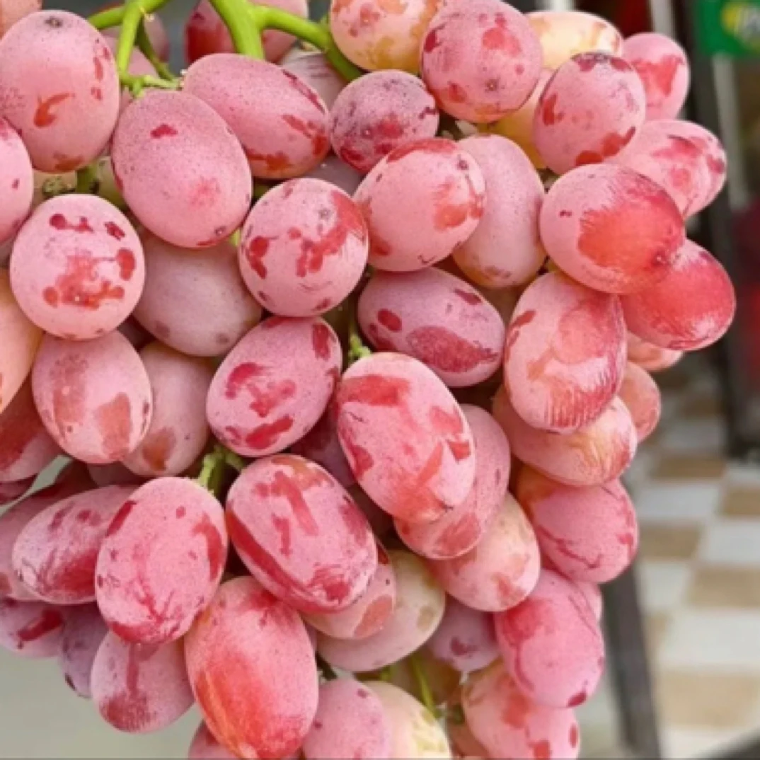 脆甜小红提清洗好约300g