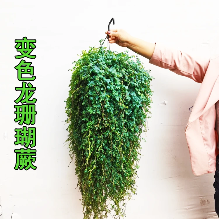 变色龙珊瑚蕨翠云草蕨类垂吊长藤耐阴可晒阳台客厅净化空气植物