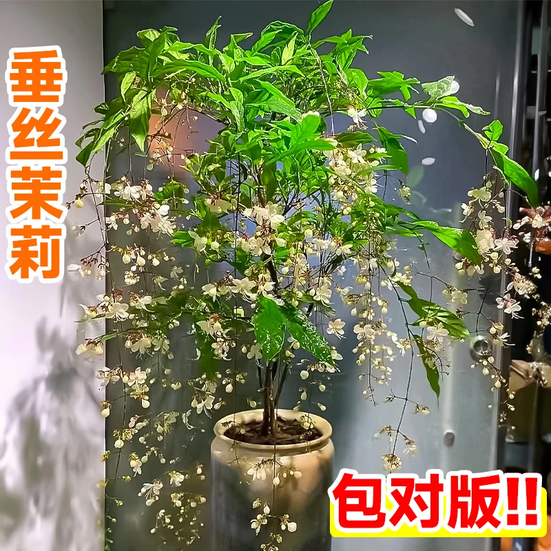 垂丝茉莉带花苞精品老桩花苗室内外阳台植物盆栽花卉四季开花不断