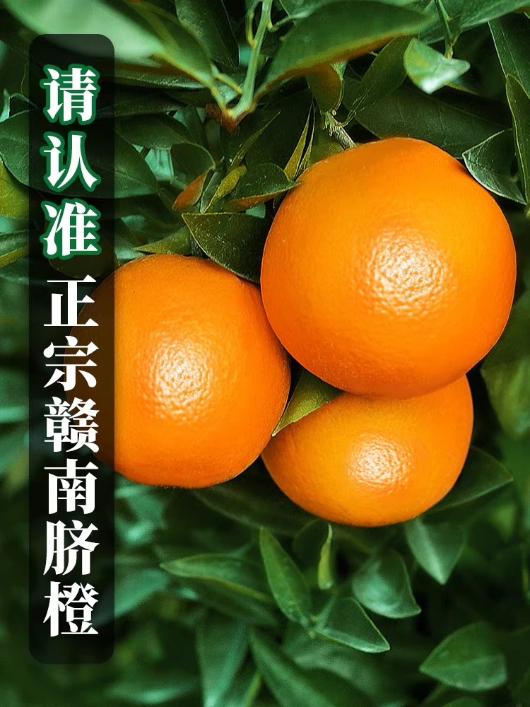 正宗江西赣南脐橙水果应当季现摘手剥新鲜橙子赣州产地直发