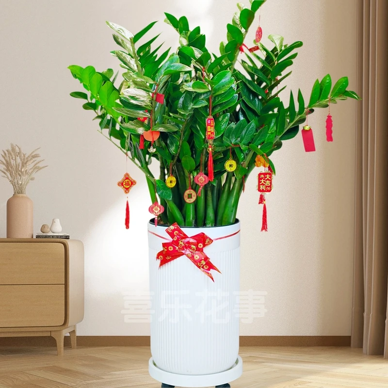 大型金钱树【高约1.1-1.3米】落地款客厅摆放植物发财树罗马柱盆栽