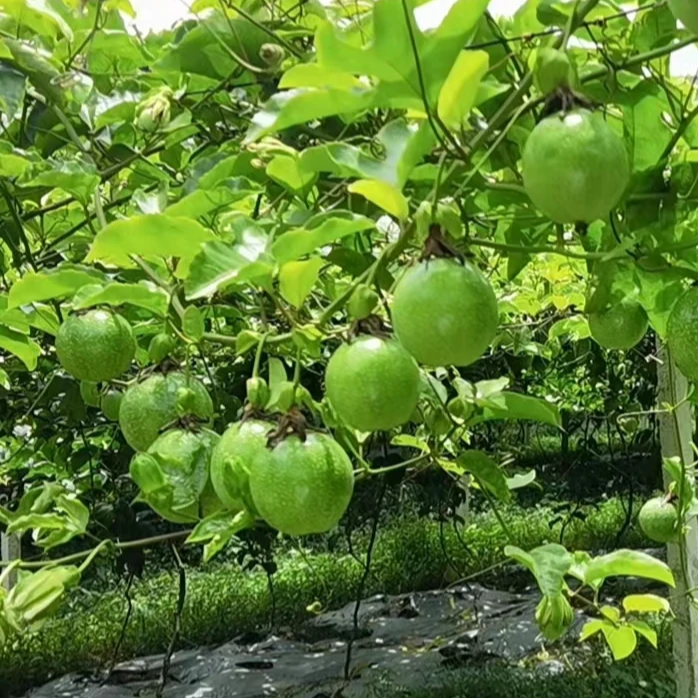 海南亲密9号百香果每天现摘现发海南直发