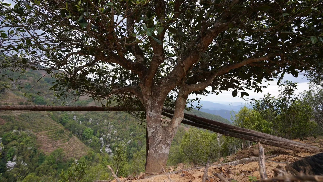 【那罕古树挑采2023】普洱茶散茶