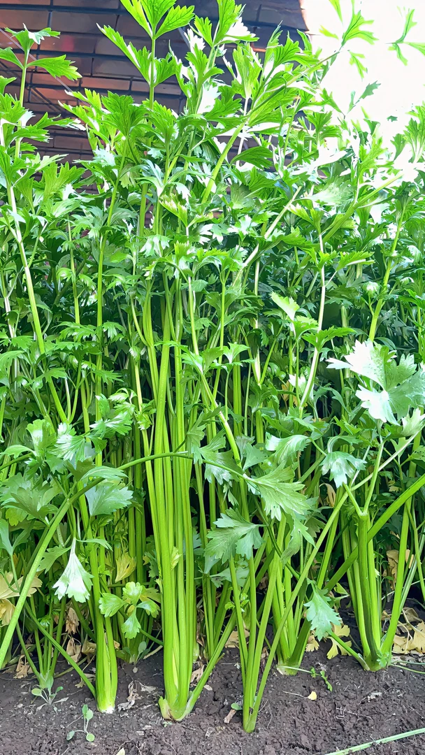 金口玉芽！现割现发。金口地理性标志（可以生吃，金口芹菜）