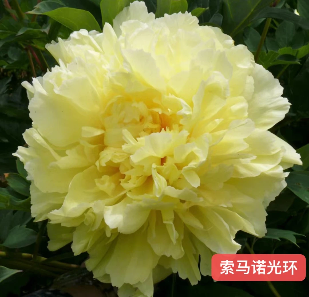 伊藤花苗 索马诺光环【秋季裸根发货，包对版】