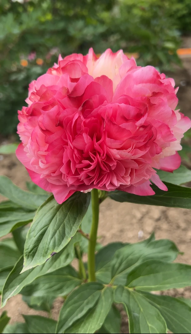 进口芍药花苗 珊瑚砰砰（珊瑚绒球）