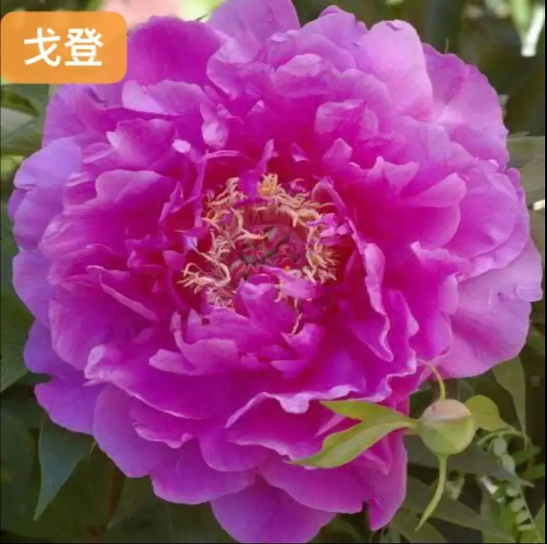 伊藤花苗 戈登 秋季发苗 包对版