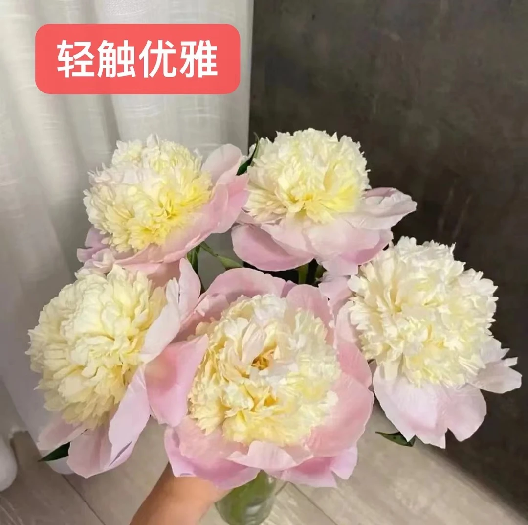 进口芍药花苗 轻触优雅