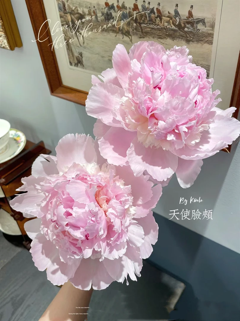 进口芍药种苗 天使面颊【秋季裸根发货，包对版】