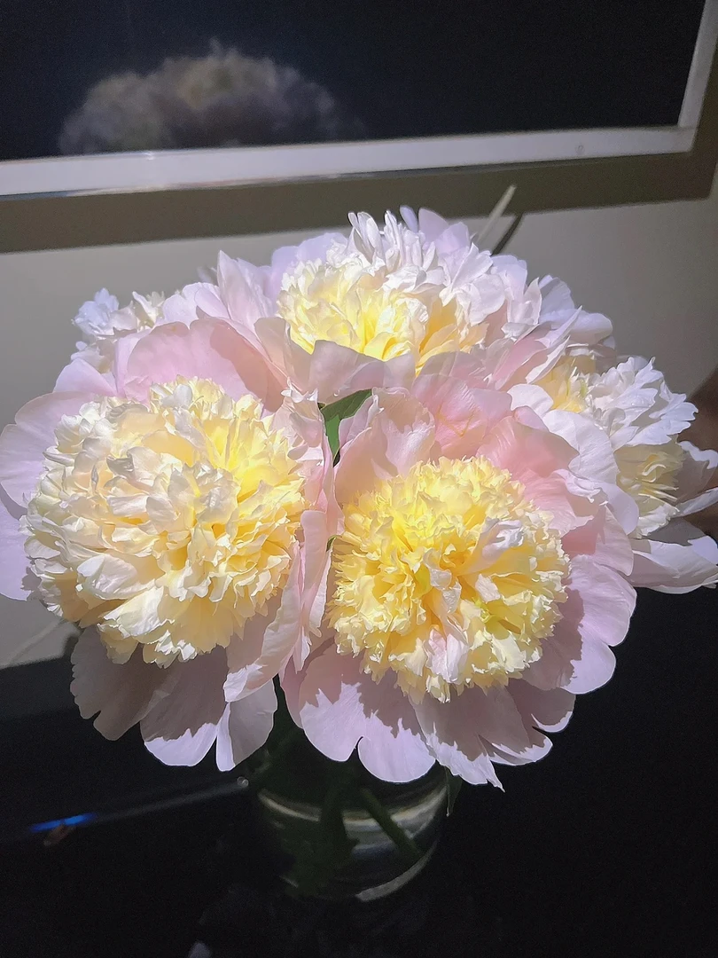 进口芍药种苗 樱草糖【秋季裸根发货，包对版】