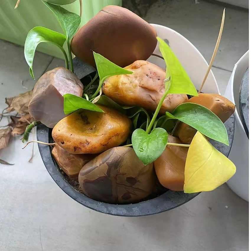 盆景石龟晒台黄蜡石