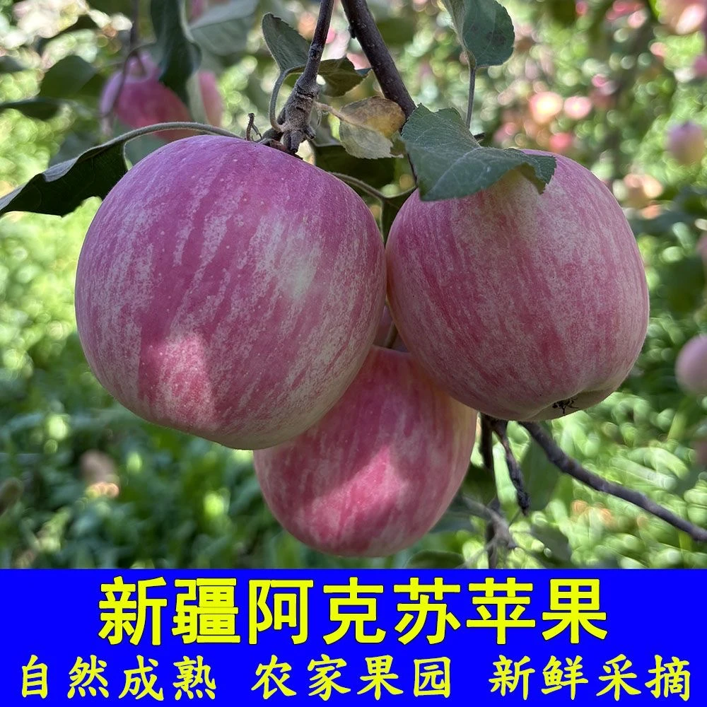 《新疆直发包邮》正宗新疆阿克苏苹果冰糖心苹果脆甜多汁