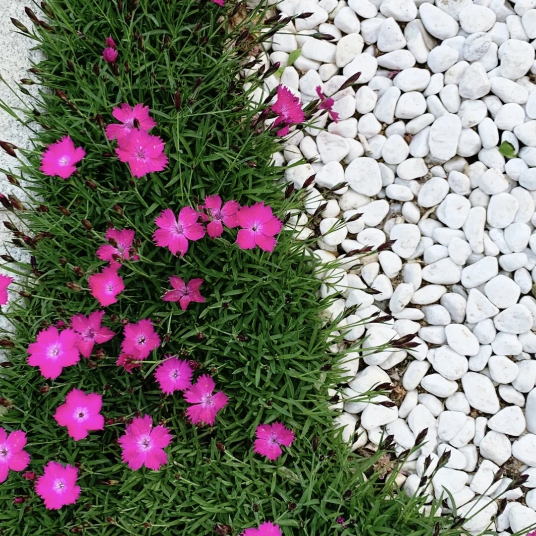 欧石竹花苗石竹花带花苞四季草皮室外草坪好养活耐寒植物庭院
