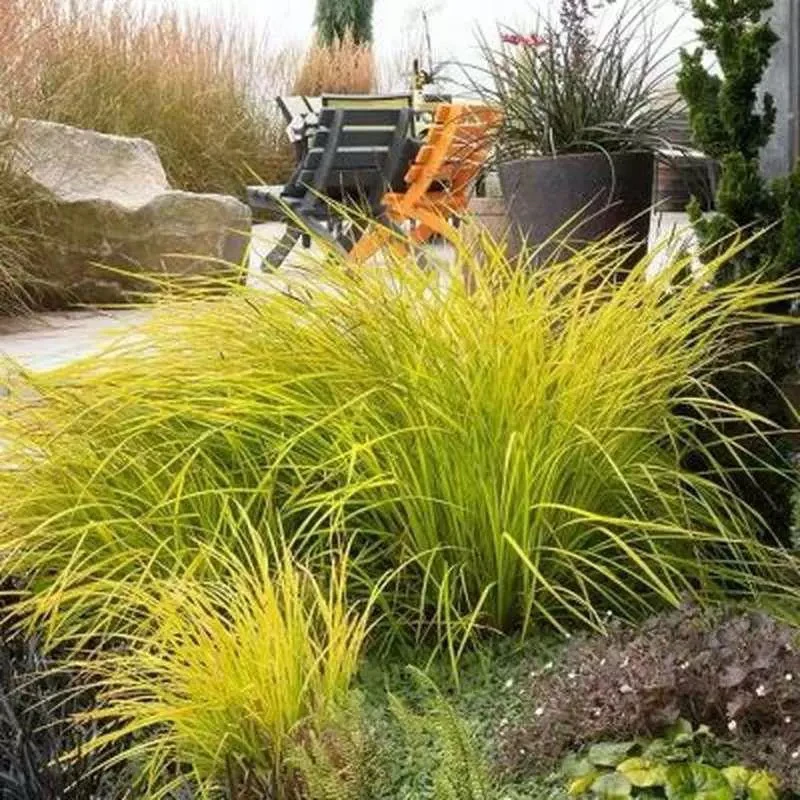 金叶石菖蒲 庭院花镜水生湿地耐寒组合植物 室外花园地被好养