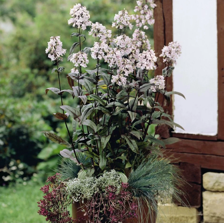 多年生宿根草本毛地黄钓钟柳Mystica盆栽花园花境花卉夏季耐热