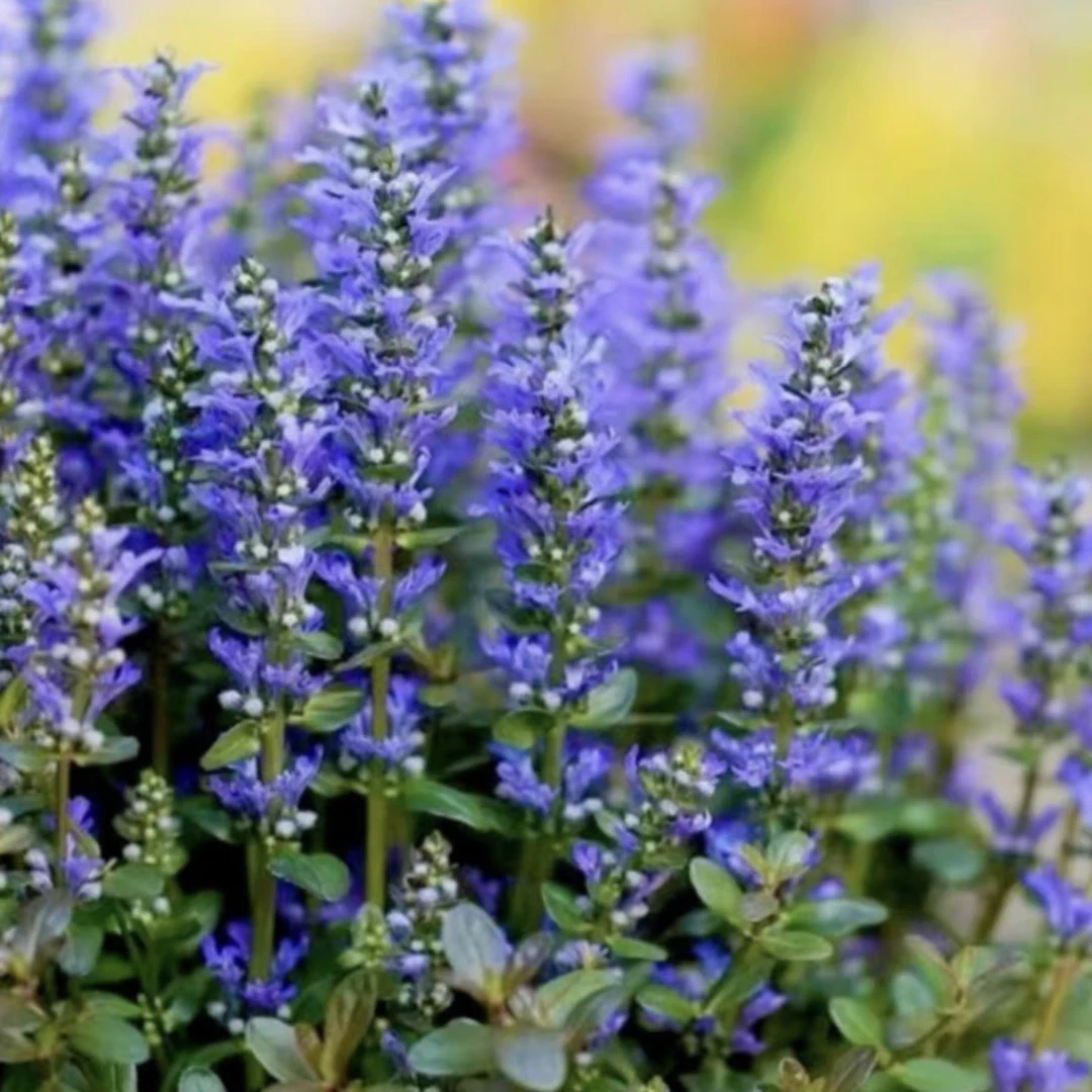 日本山野筋骨草盆栽姬十二单庭院阳台花镜种植宿根多年生花卉包邮
