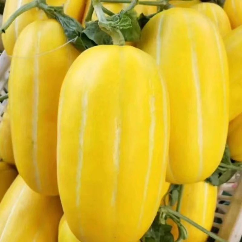 香瓜黄金瓜蜜瓜脆瓜甜瓜孕妇水果白甜瓜韩国水果小时候的味道