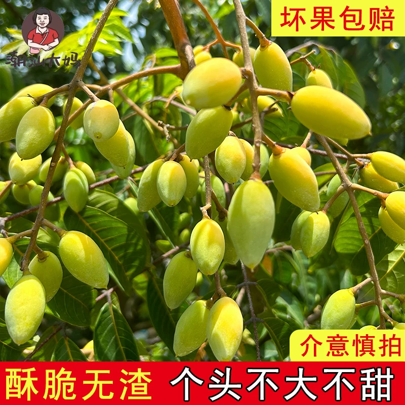 『高品质』大妈 青枣橄榄新鲜采摘生吃泡酒煲汤孕妇青橄榄果一斤装