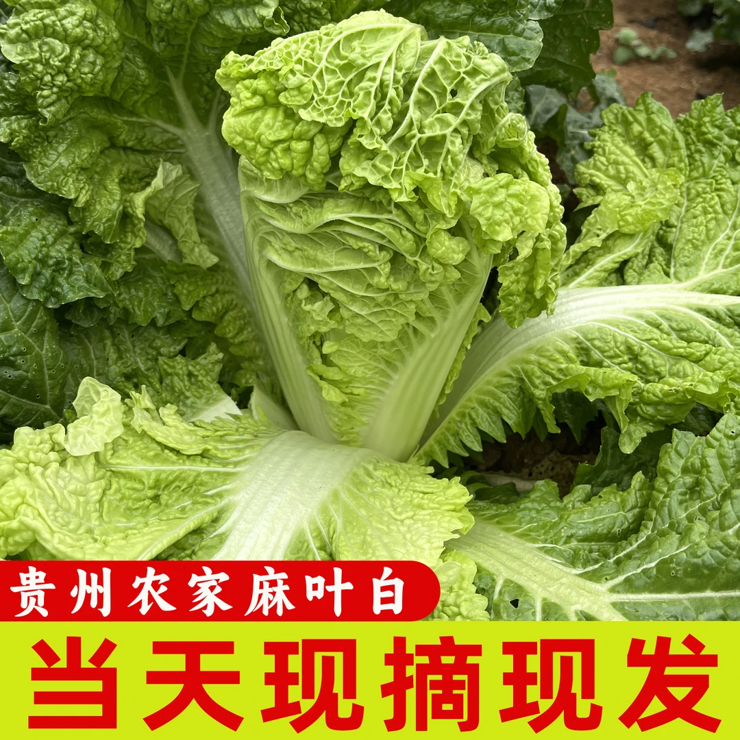 贵州农家露天种植麻叶白 大白菜炒刷菜火锅新鲜现摘现发香甜蔬菜